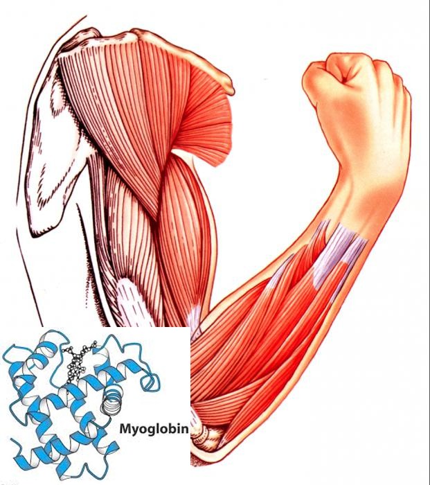 Mioglobin