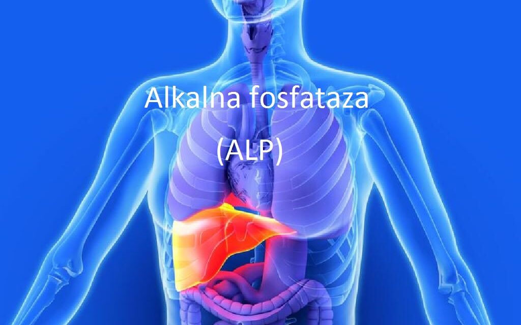 Alkalna fosfataza (ALP)