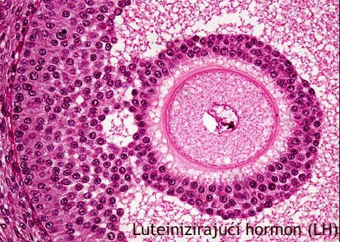 Luteinizirajući hormon (LH)