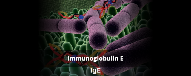IgE (imunoglobulin E)