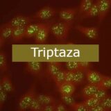 Triptaza