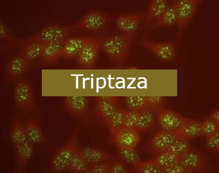 Triptaza
